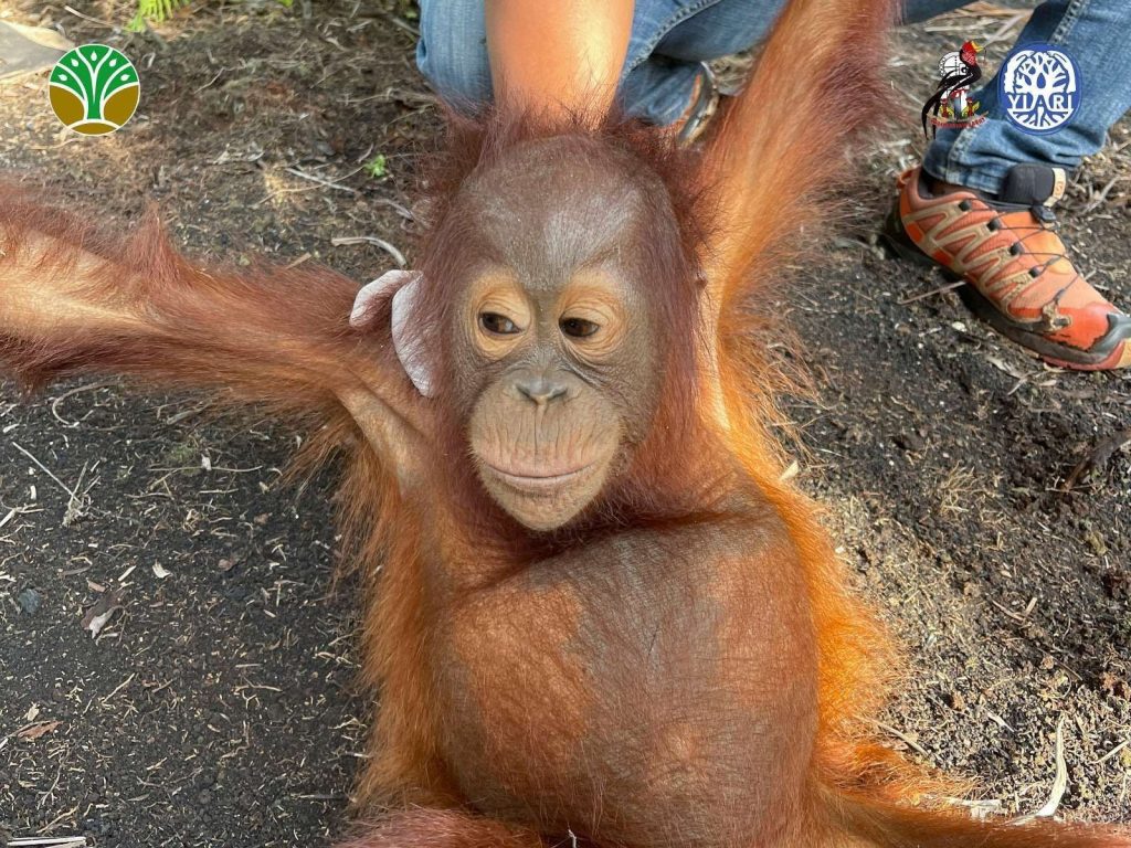 Penyelamatan bayi orangutan