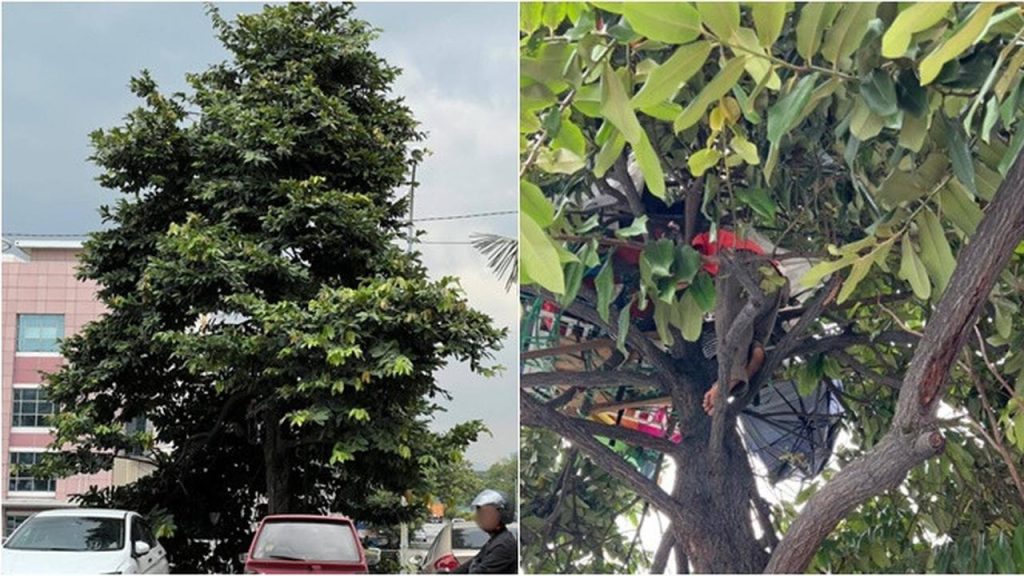 Pria Malaysia Tinggal di Pohon