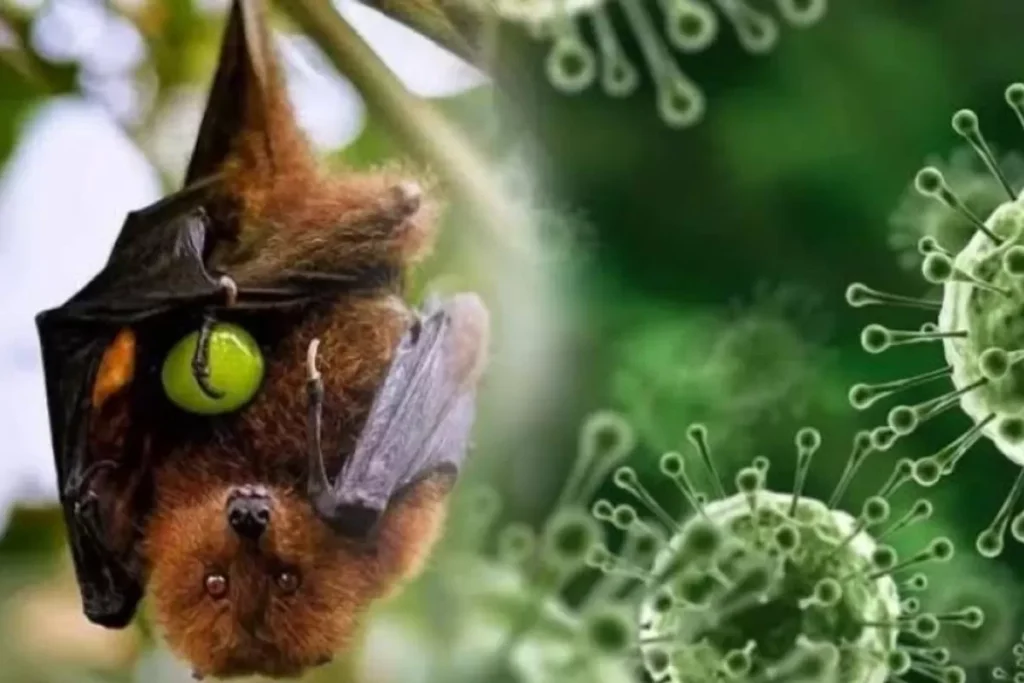 Virus Nipah
